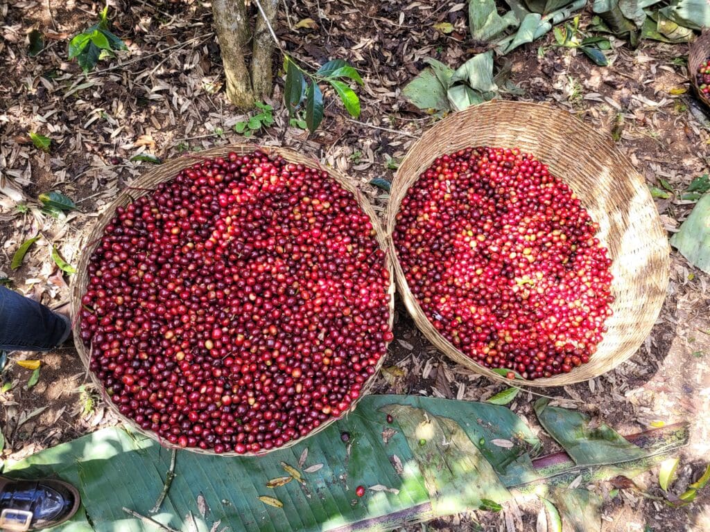 Cherry picking